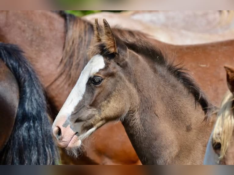 Criollo Hengst 1 Jaar 145 cm Overo-alle-kleuren in Wörth am Main