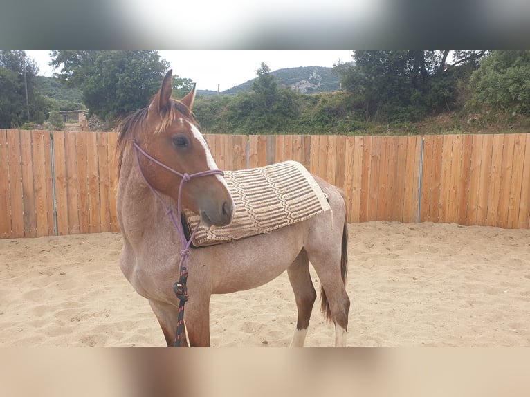 Criollo Hengst 1 Jaar 145 cm Roan-Bay in Montgaillard