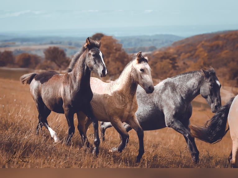 Criollo Hengst 1 Jaar 146 cm Buckskin in Heimbuchenthal