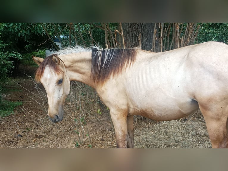 Criollo Hengst 1 Jaar 146 cm Buckskin in W&#xF6;rth am Main