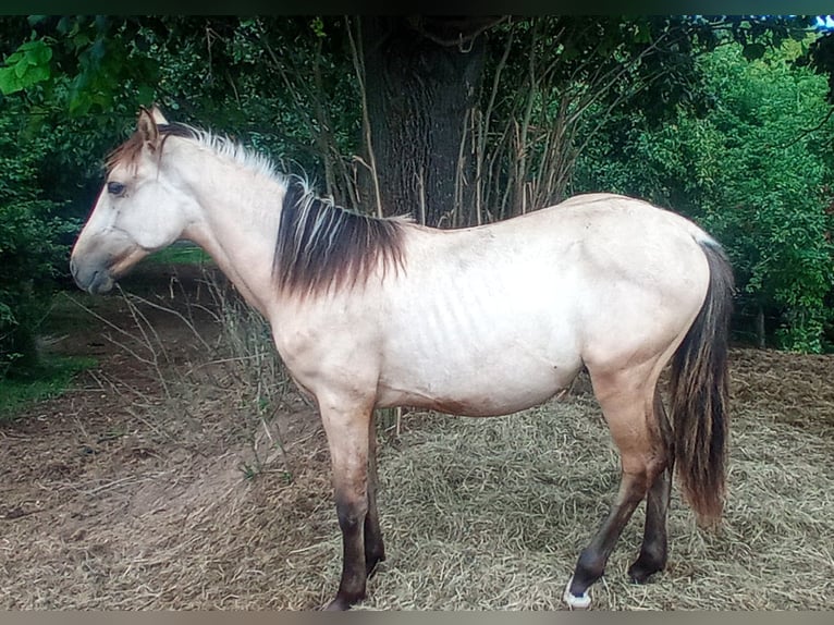 Criollo Hengst 1 Jaar 146 cm Buckskin in W&#xF6;rth am Main
