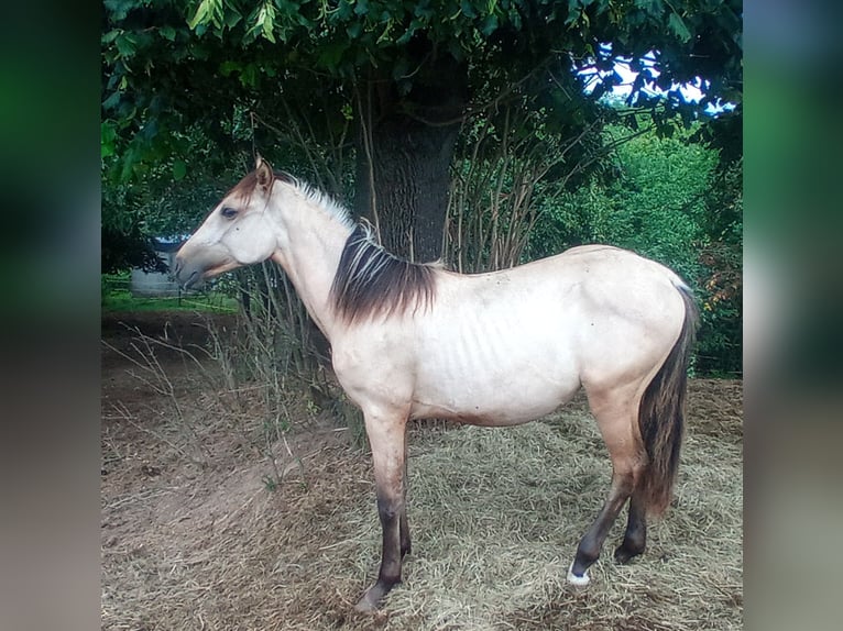 Criollo Hengst 1 Jaar 146 cm Buckskin in W&#xF6;rth am Main