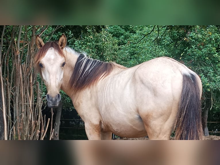 Criollo Hengst 1 Jaar 146 cm Buckskin in W&#xF6;rth am Main