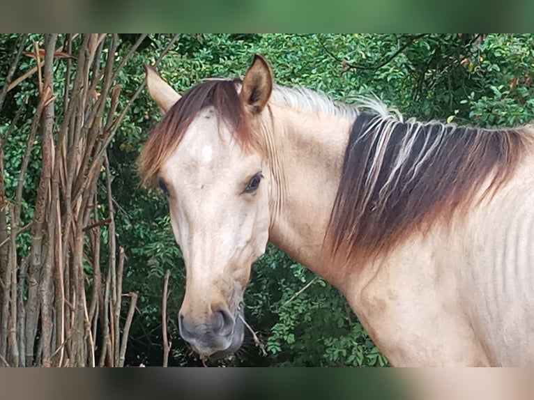 Criollo Hengst 1 Jaar 146 cm Buckskin in W&#xF6;rth am Main