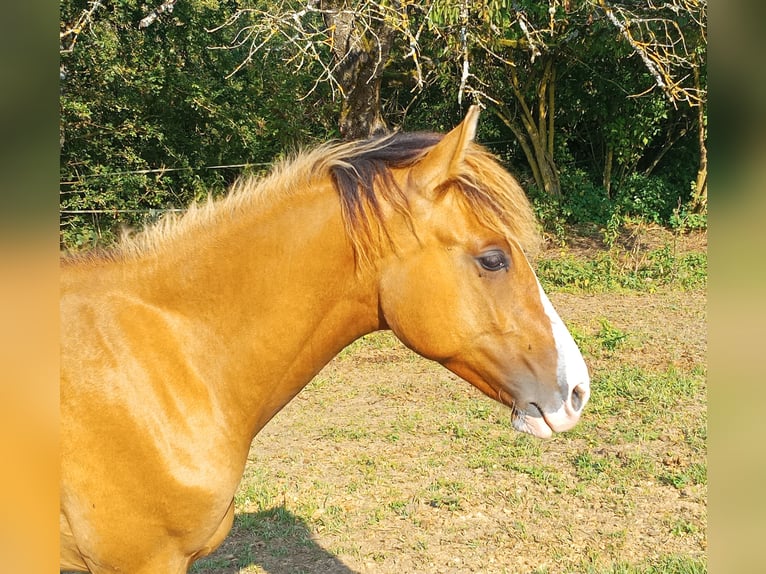 Criollo Hengst 1 Jaar 146 cm Falbe in Höpfingen