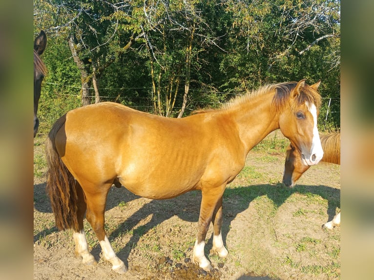 Criollo Hengst 1 Jaar 146 cm Falbe in Höpfingen