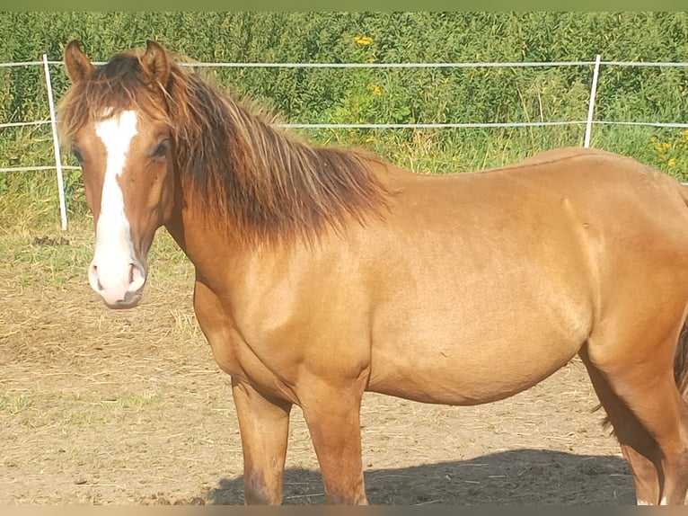 Criollo Hengst 1 Jaar 146 cm Falbe in Höpfingen