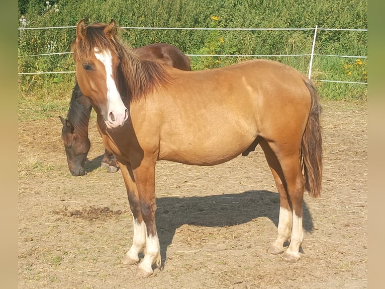 Criollo Hengst 1 Jaar 146 cm Falbe in Höpfingen