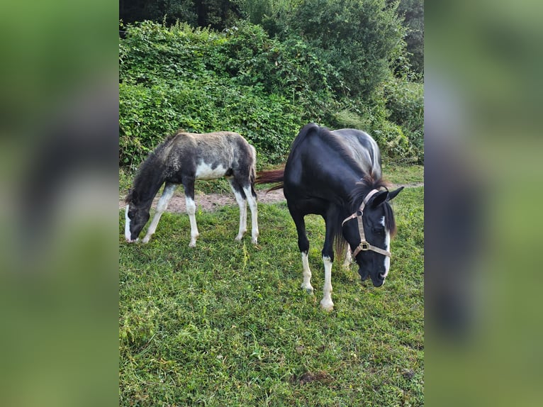 Criollo Hengst 1 Jaar 148 cm Overo-alle-kleuren in sommerkahl