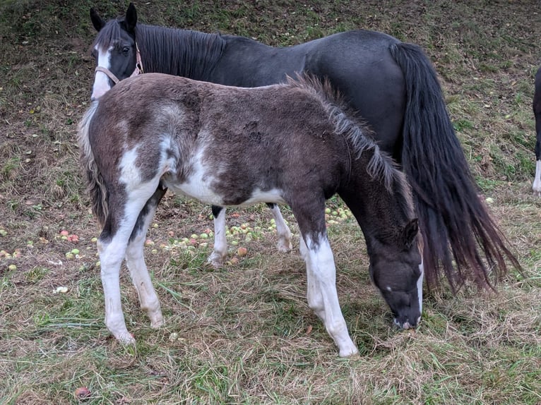 Criollo Hengst 1 Jaar 148 cm Overo-alle-kleuren in sommerkahl