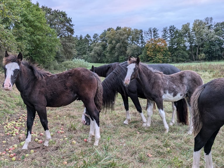 Criollo Hengst 1 Jaar 148 cm Overo-alle-kleuren in sommerkahl