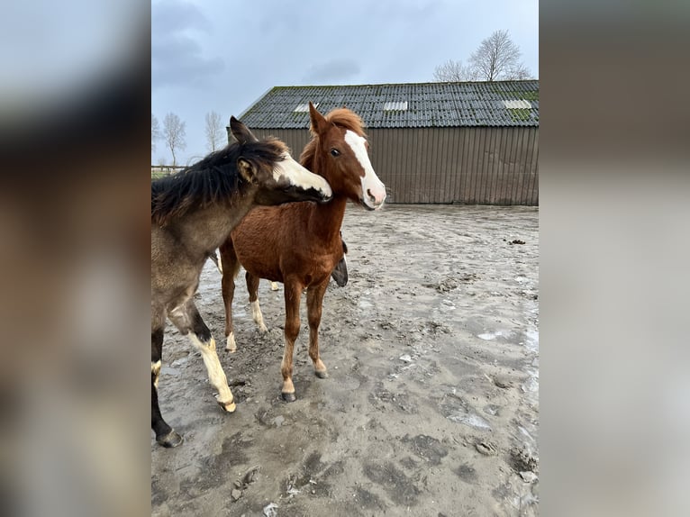 Criollo Hengst 1 Jaar 148 cm Roodvos in Ossenzijl