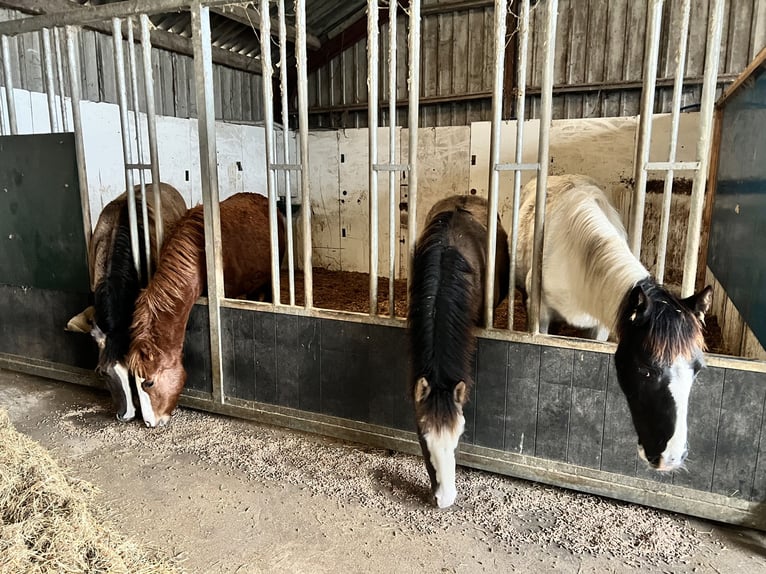 Criollo Hengst 1 Jaar 148 cm Roodvos in Ossenzijl