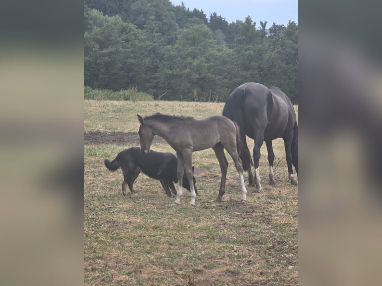 Criollo Hengst 1 Jaar 148 cm Zwart in Sommerkahl