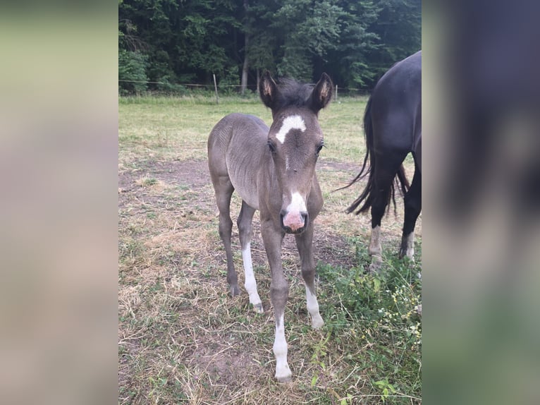Criollo Hengst 1 Jaar 148 cm Zwart in Sommerkahl