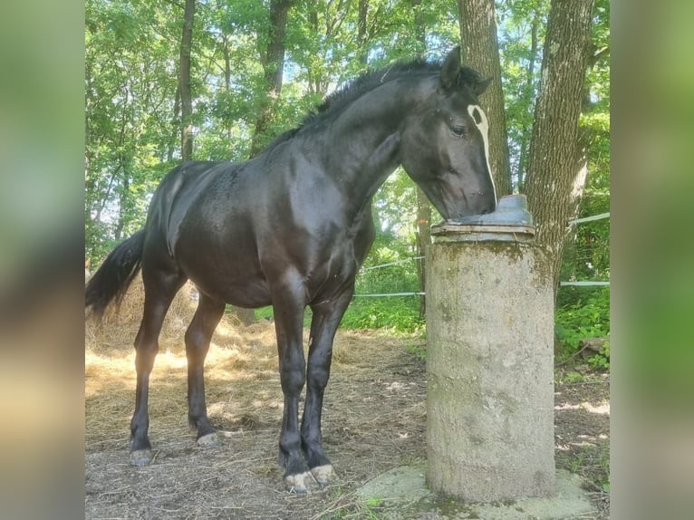 Criollo Hengst 1 Jaar 148 cm Zwart in Doiberberg