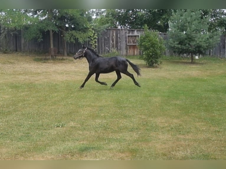 Criollo Hengst 1 Jaar 148 cm Zwart in Doiberberg