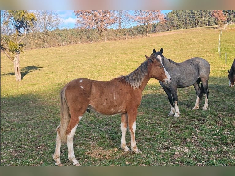 Criollo Hengst 1 Jaar 150 cm  in Michelstadt
