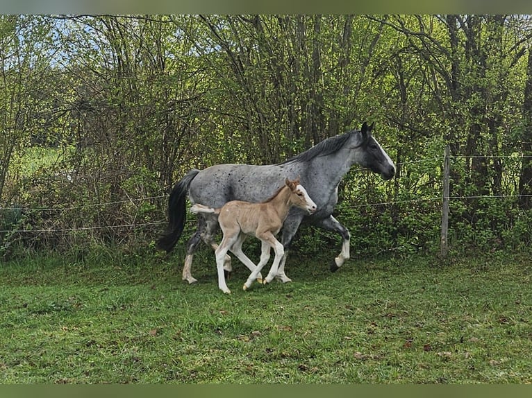 Criollo Hengst 1 Jaar 150 cm  in Michelstadt