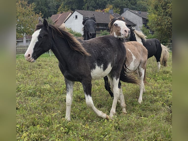 Criollo Hengst 1 Jaar 155 cm Overo-alle-kleuren in Sch&#xF6;llkrippen