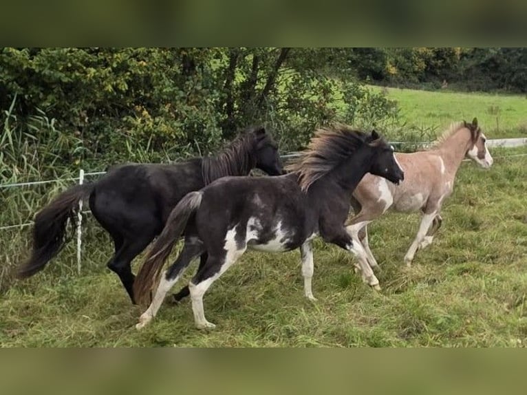 Criollo Hengst 1 Jaar 155 cm Overo-alle-kleuren in Sch&#xF6;llkrippen