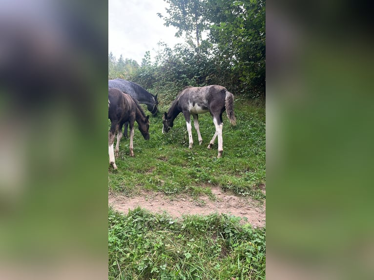 Criollo Hengst 1 Jaar 156 cm Overo-alle-kleuren in sommerkahl