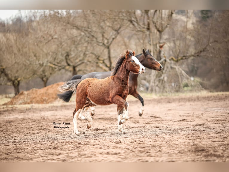 Criollo Hengst 1 Jaar Bruin in Faulbach