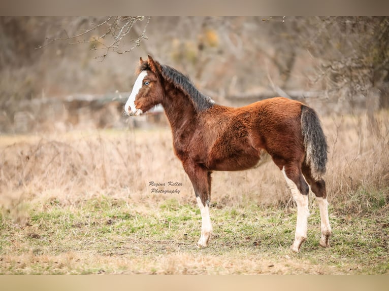 Criollo Hengst 1 Jaar Bruin in Faulbach