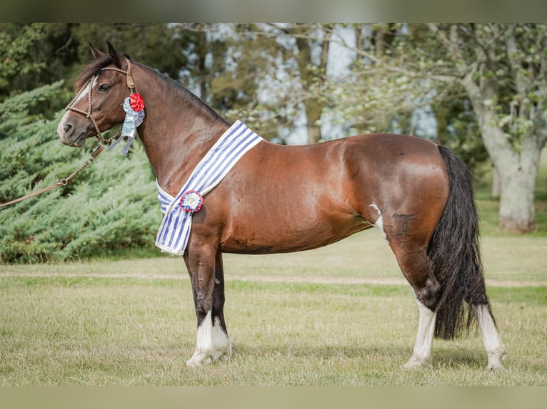 Criollo Hengst 1 Jaar Bruin in Faulbach