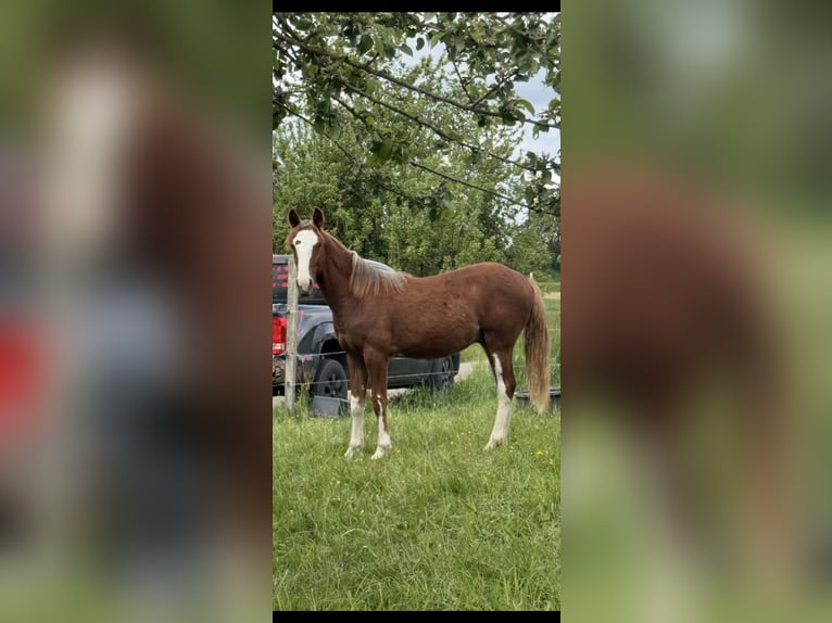 Criollo Hengst 1 Jaar  in Mengen