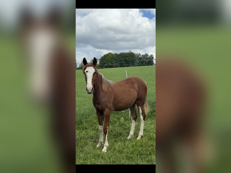 Criollo Hengst 1 Jaar  in Mengen
