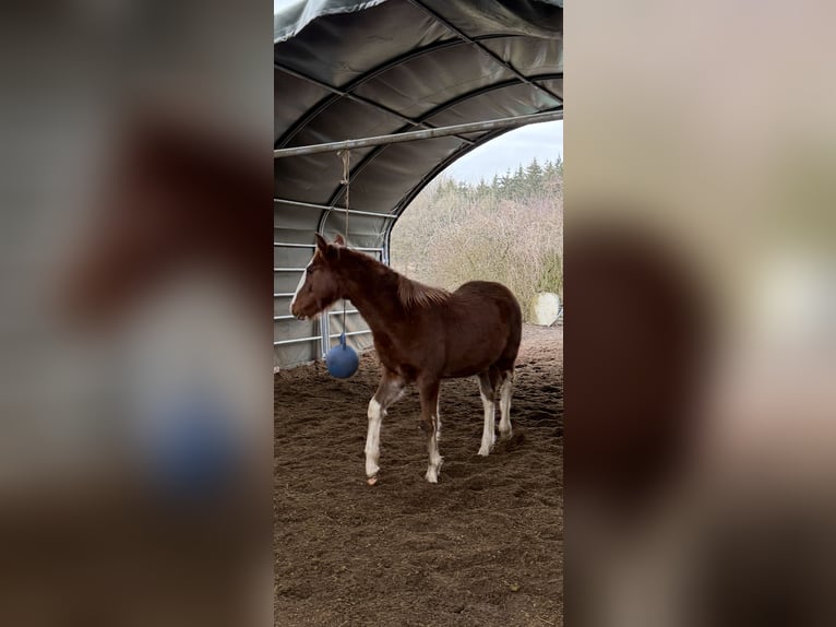 Criollo Hengst 1 Jaar  in Mengen