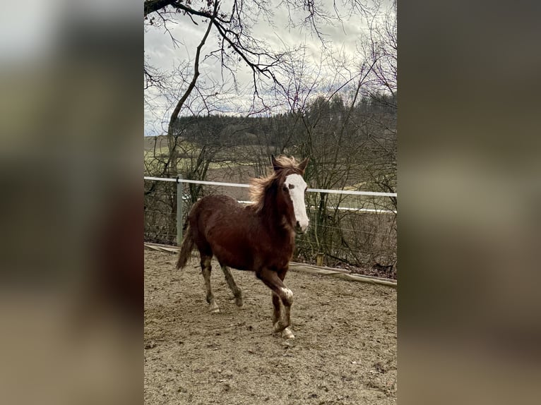 Criollo Hengst 1 Jaar  in Mengen