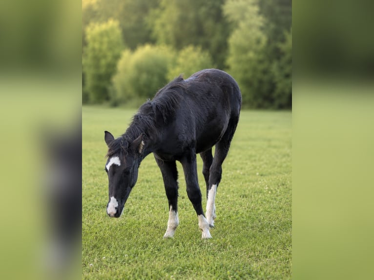 Criollo Hengst 1 Jaar Zwart in Stockstadt am Main