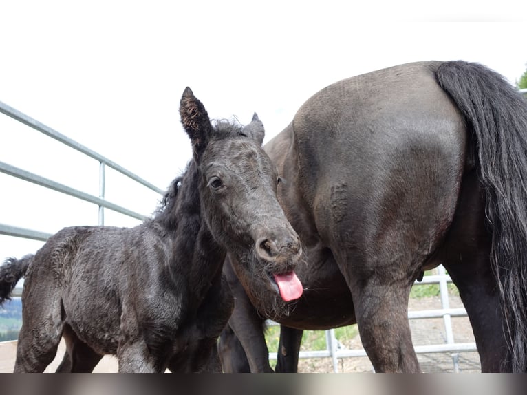 Criollo Hengst 1 Jaar Zwart in Tinizong