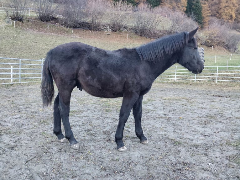 Criollo Hengst 1 Jaar Zwart in Tinizong