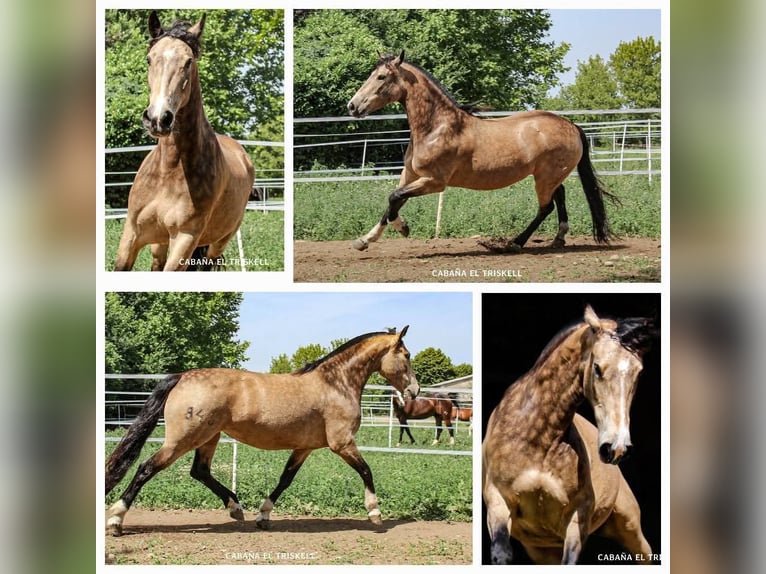 Criollo Hengst 1 Jahr 135 cm Brauner in Bergamo