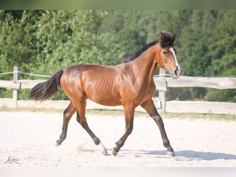 Criollo Hengst 1 Jahr 144 cm Dunkelbrauner in Heimbuchenthal