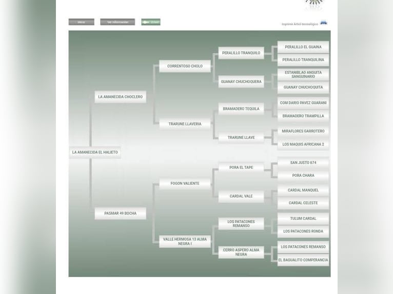 Criollo Hengst 1 Jahr 145 cm Overo-alle-Farben in Wörth am Main