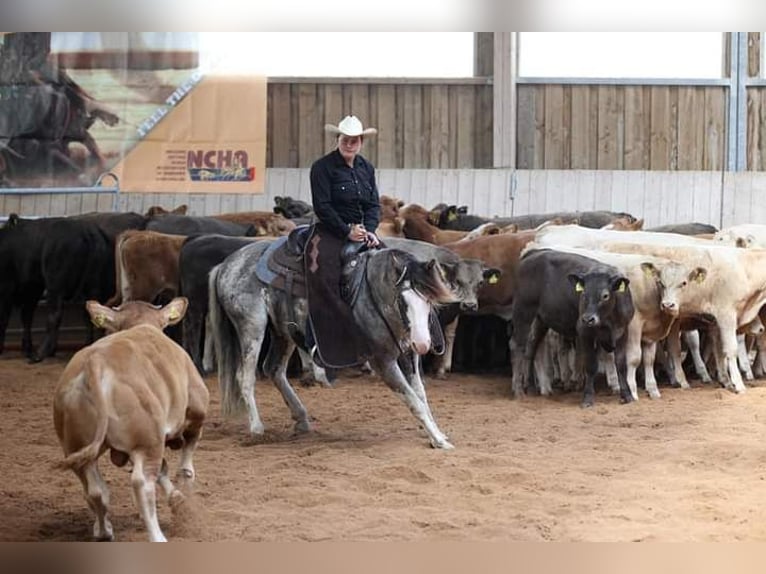 Criollo Hengst 1 Jahr 145 cm Overo-alle-Farben in Wörth am Main