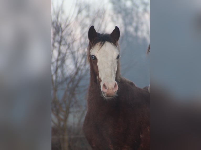 Criollo Hengst 1 Jahr 145 cm Overo-alle-Farben in Gailingen am Hochrhein