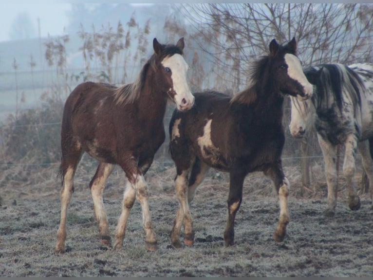 Criollo Hengst 1 Jahr 145 cm Overo-alle-Farben in Gailingen am Hochrhein