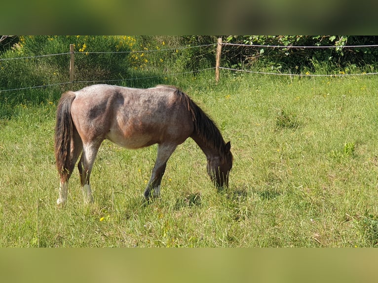 Criollo Hengst 1 Jahr 145 cm Roan-Bay in Montgaillard