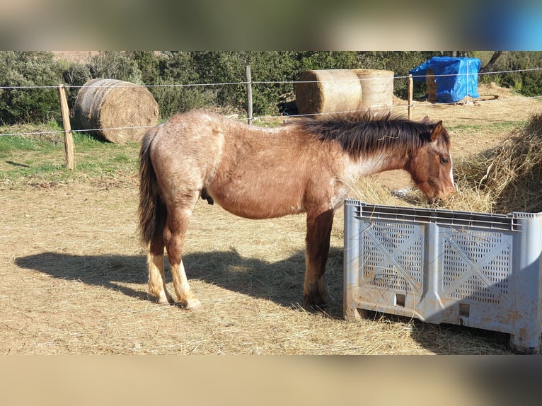 Criollo Hengst 1 Jahr 145 cm Roan-Bay in Montgaillard