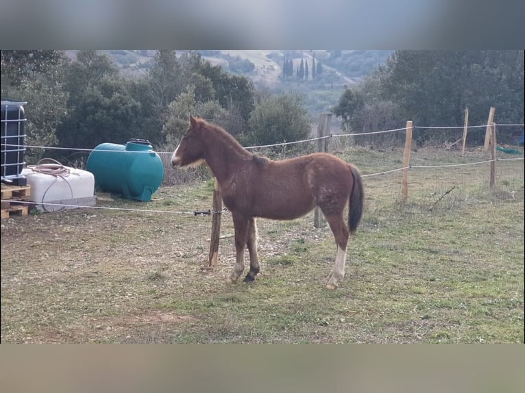 Criollo Hengst 1 Jahr 145 cm Roan-Bay in Montgaillard