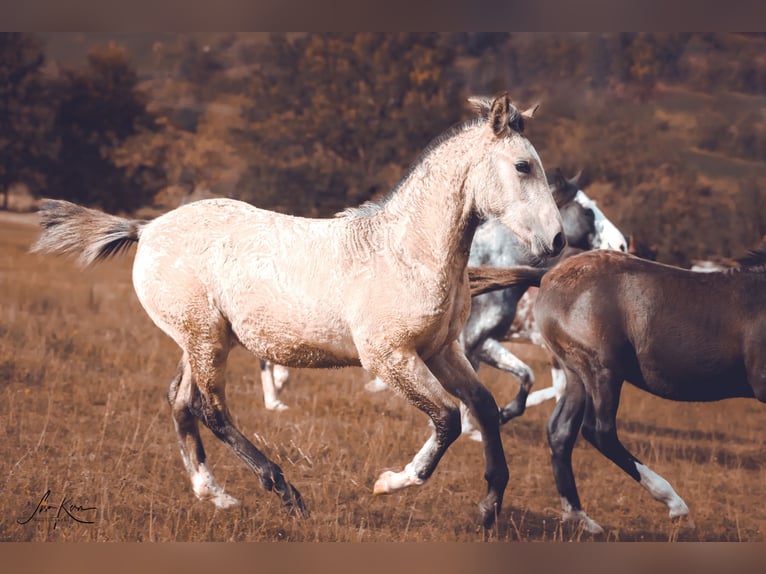 Criollo Hengst 1 Jahr 146 cm Buckskin in Heimbuchenthal