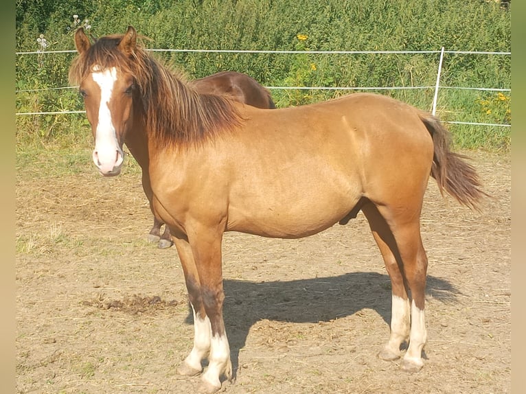 Criollo Hengst 1 Jahr 146 cm Falbe in Höpfingen