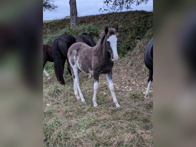 Criollo Hengst 1 Jahr 148 cm Overo-alle-Farben in sommerkahl