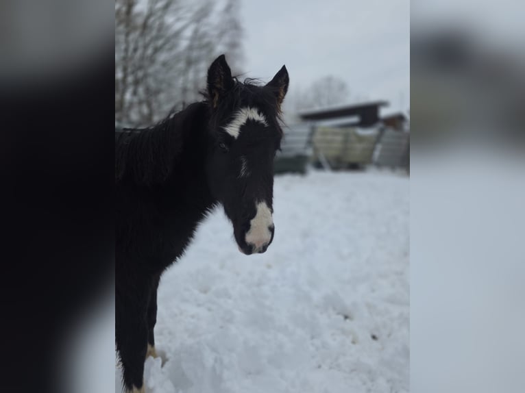 Criollo Hengst 1 Jahr 148 cm Rappe in Sommerkahl