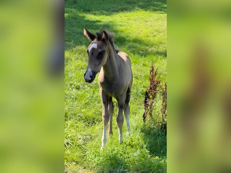 Criollo Hengst 1 Jahr 148 cm Rappe in Sommerkahl